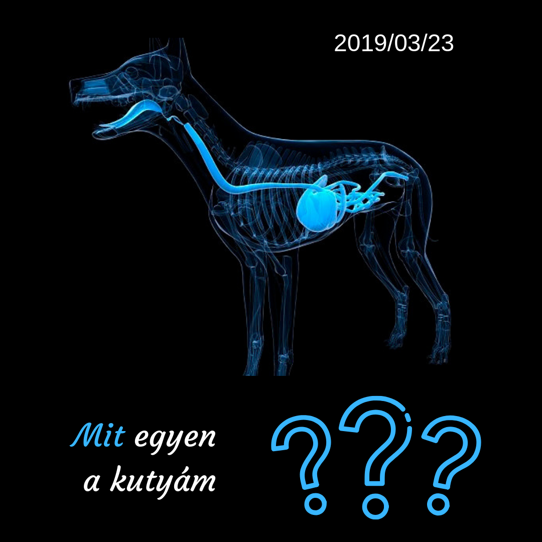 Mit egyen a kutyám