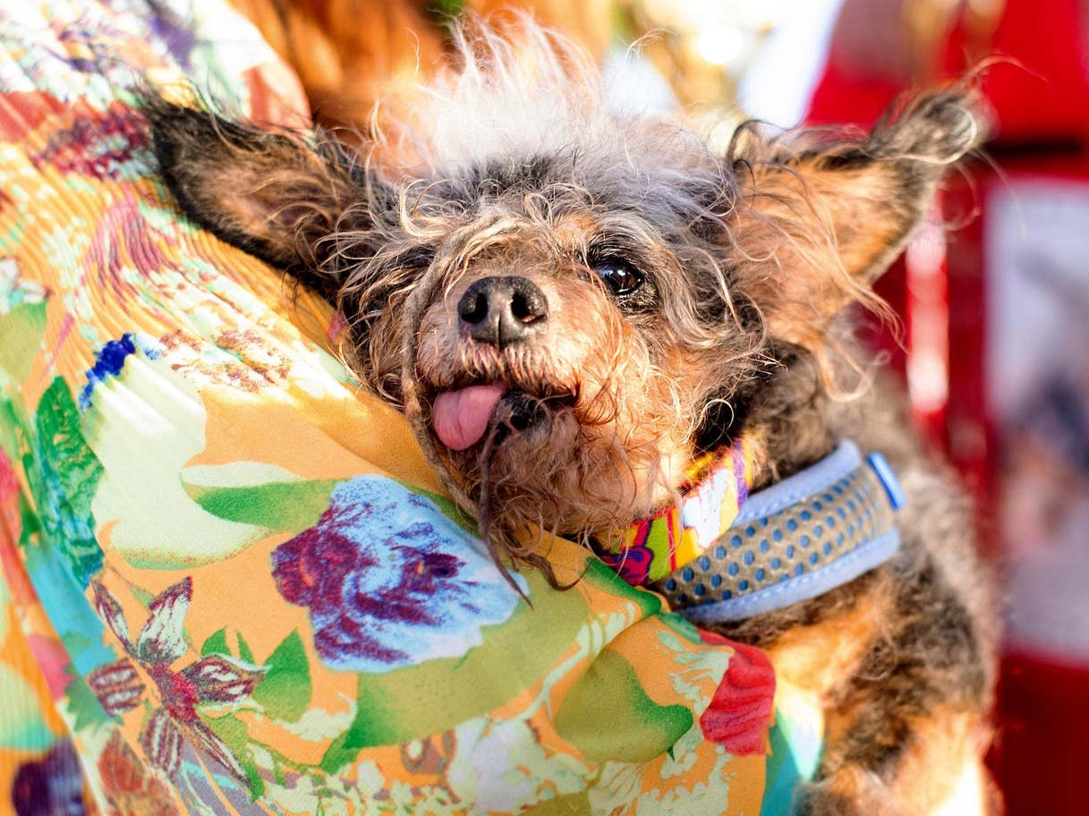 scamp the tramp worlds ugliest dog